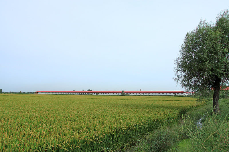 大米风景