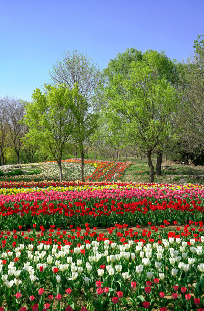 中国北京国际花卉港，郁金香盛开。国际花港五彩缤纷的花坛