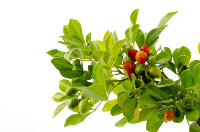 热带植物橘黄色茉莉的红色果实