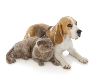 狗，猫和老鼠