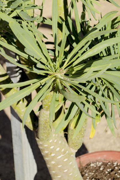 花园中美丽的小花