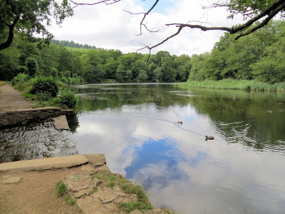 Canop pond, Forest of Dean