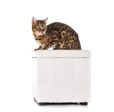 孟加拉猫