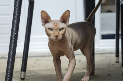 血统Sphynx猫