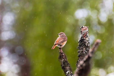 雌红尾鸲(腓尼基尾鸲)雨中坐在树上