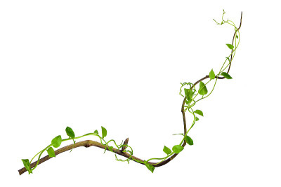 在根上的圆形藤蔓。灌木葡萄或三叶野生藤本植物红萼藓(红萼藓)藤本常春藤植物灌木，自然框架丛林边界，孤