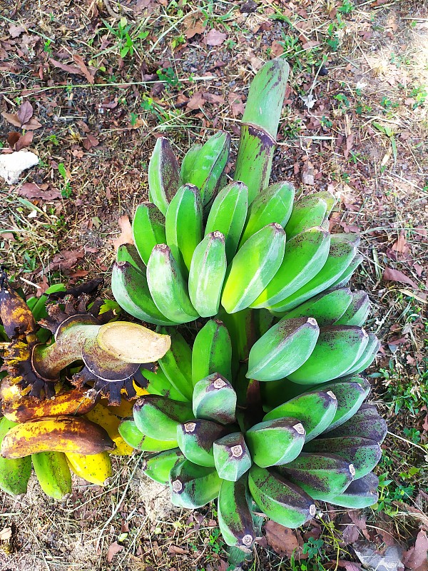 香蕉