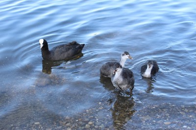 “欧亚白骨顶”鸟——Fulica Atra
