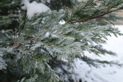 1月中旬黄花楸叶上的白霜