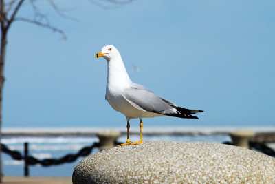 海鸥