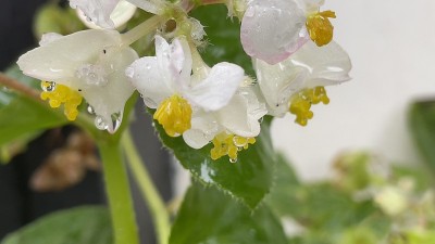 美丽的花“蜡海棠”