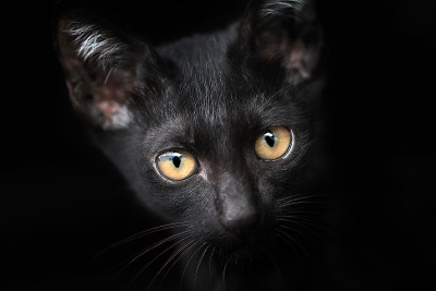 黑色的猫
