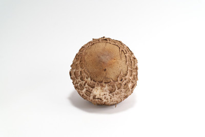 白色背景上的蘑菇。种Parasol mushroom in拉丁语Macrolepiota proce
