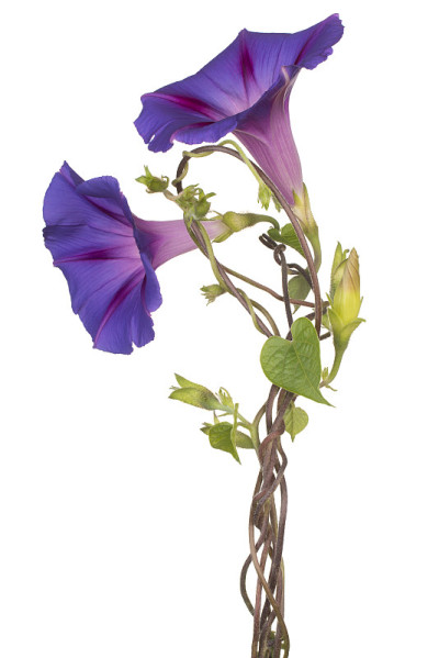 花孤立