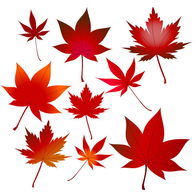 Set of autumn leaves red maple