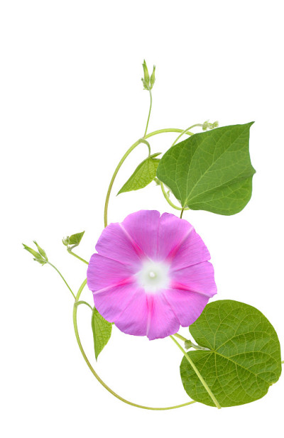 番石榴蓝色的花，灿烂的晨光