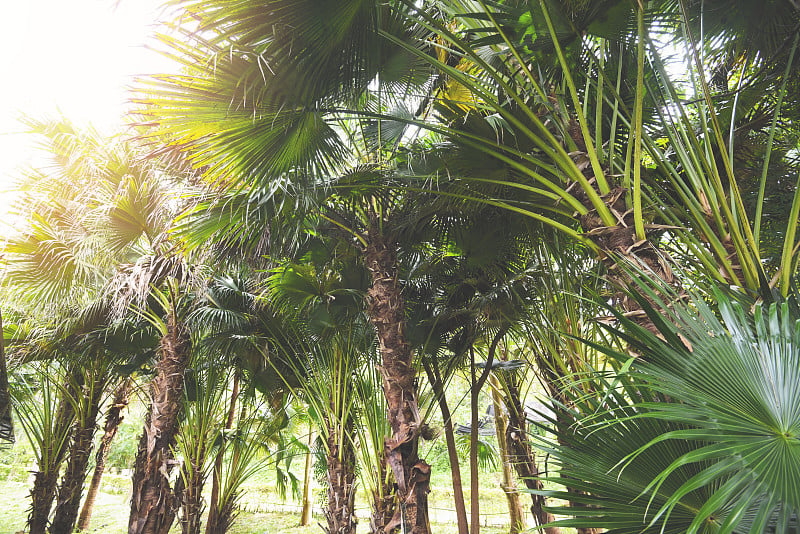 tropical palm tree in the palm garden agriculture 