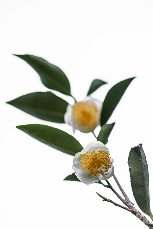 白色背景上的两朵茶和叶子