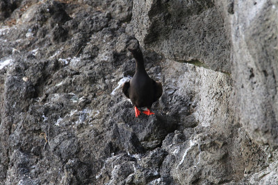 鸽子Guillemot，美国俄勒冈海岸