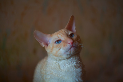 漂亮的卷毛猫