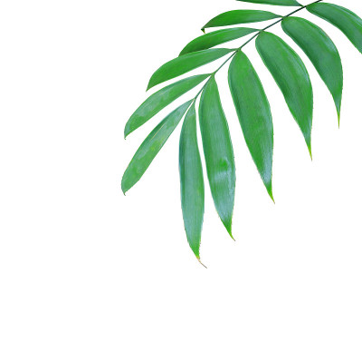 绿色棕榈叶孤立在白色背景上