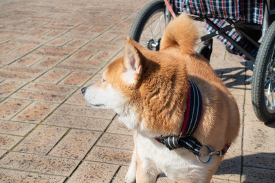 一只可爱的狗在日语中叫柴犬