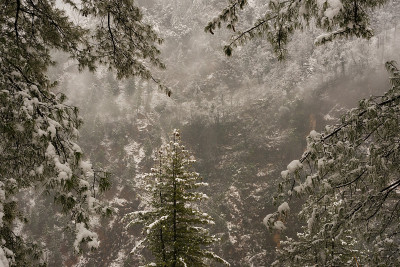 冬天的风景。树和干草植物在雪中。白雪覆盖的山脉在模糊的背景中。