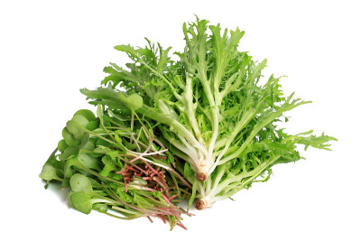 菊苣(菊苣)，萝卜芽或Kaiware白底