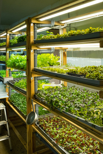 城市microgreen农场。环保小生意。小叶子,phytolamp
