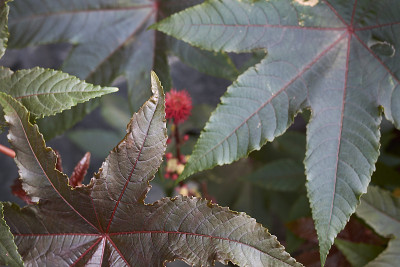 Ricinus communis