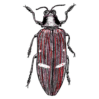 Color insects beetle bug. Colourful species in vin