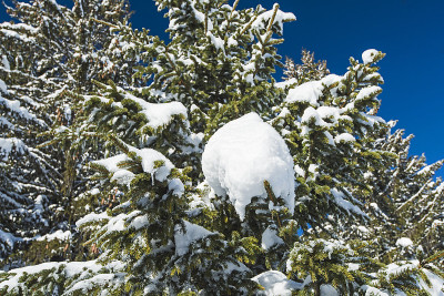白雪覆盖的针叶松的特写