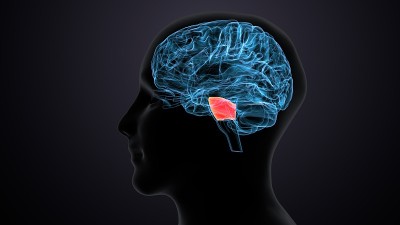 人脑交叉解剖学的三维渲染