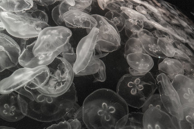 水母