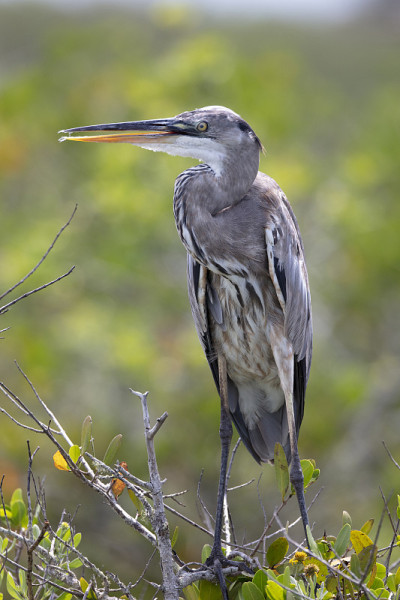 Blue Heron