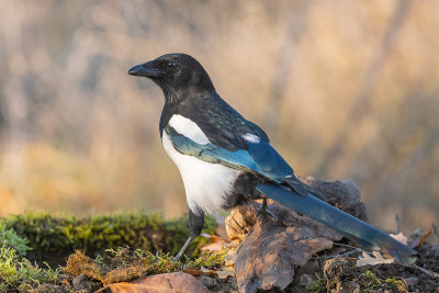 普通喜鹊异食癖的特写镜头