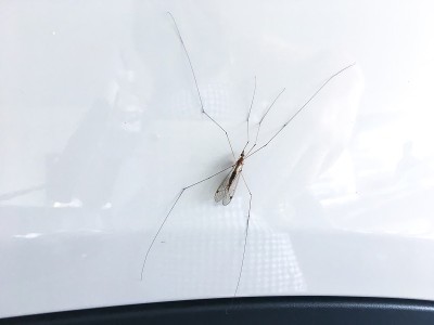白墙上长腿的蚊子