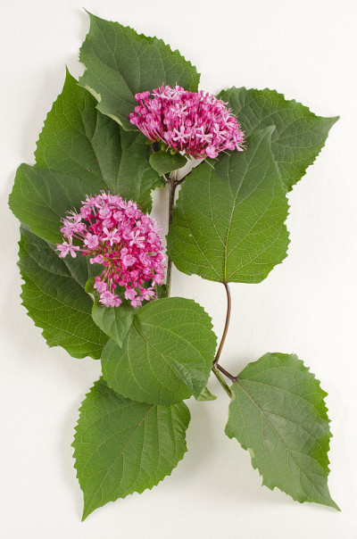 玫瑰Glorybower
