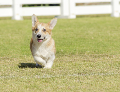 威尔士科基犬彭布罗克