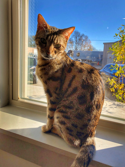 小猫在窗