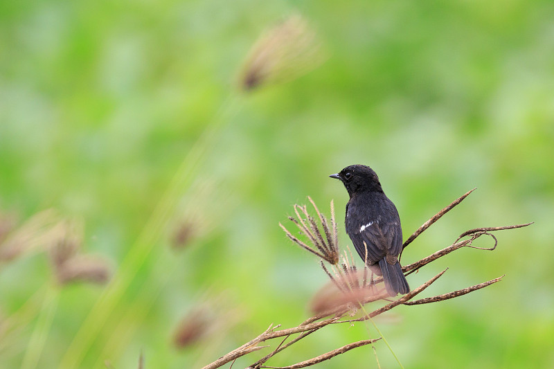 在自然背景上的鸟黑色的图像。Pied Bushchat (Saxicola caprata)。鸟。的