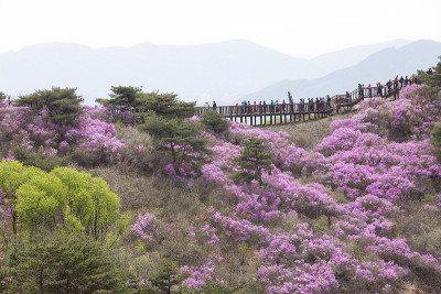 杜丽花;戈里奥桑：
