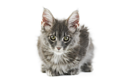 缅因猫，孤独