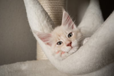 可爱的缅因小猫躺在舒适的猫树吊床上