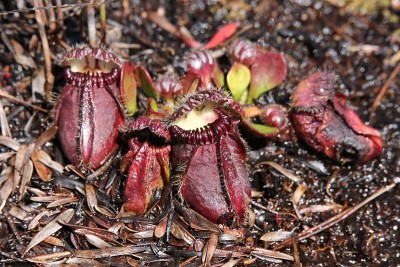 Cephalotus follicularis