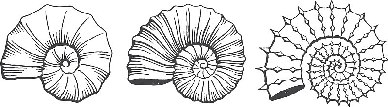 Ammonit
