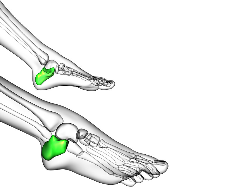 跟骨的3d渲染医学插图