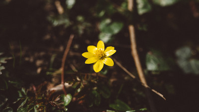 春季