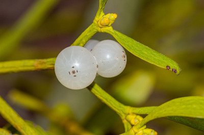 欧洲槲寄生的白色浆果(Viscum album)。