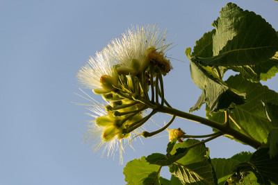 小花